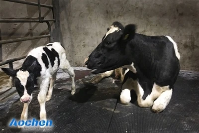 Optimumkan Keselesaan & Produktiviti Lembu Tenusu: Pilih Bahan Peralatan Temp...
